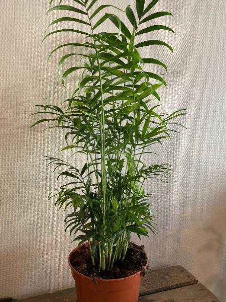 Vuoripalmu 50 cm